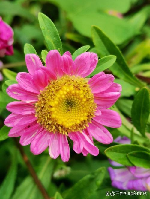 哪些翠菊花色好的品种值得推荐？-图2