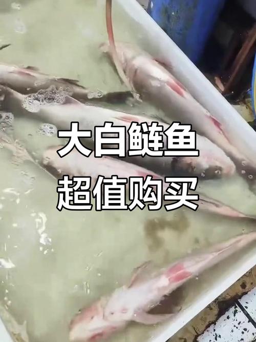 2025重庆白鲢价格会涨还是跌?-图1 2025重庆白鲢价格会涨还是跌?-图1