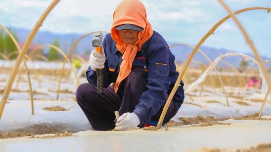 小拱棚粘玉米栽培技术要点有哪些？-图1