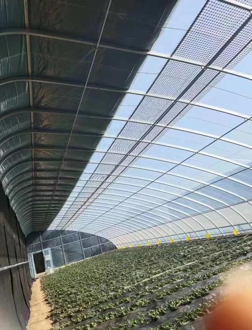 小拱棚粘玉米栽培技术要点有哪些？-图3