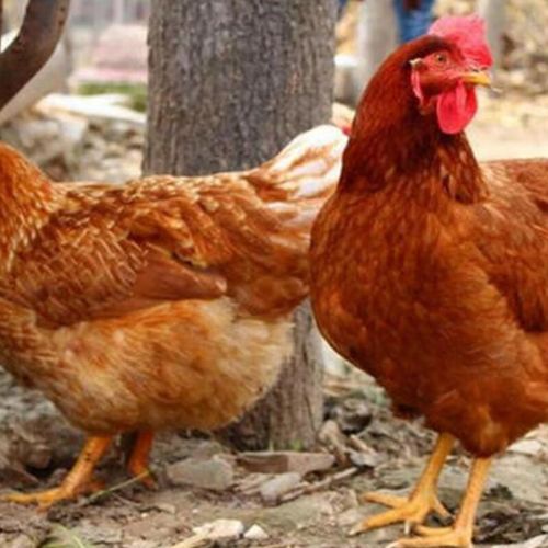 海海兰褐壳蛋鸡养殖技术有哪些关键要点?-图3 海海兰褐壳蛋鸡养殖技术有哪些关键要点?-图3