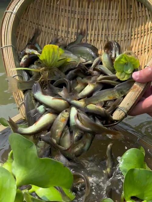 丁桂鱼高密度养殖技术关键点是什么？-图2