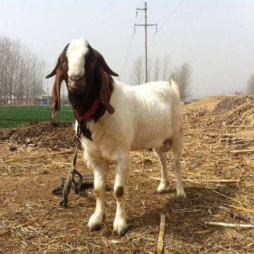 哪里买波尔山羊价格低?-图1 哪里买波尔山羊价格低?-图1