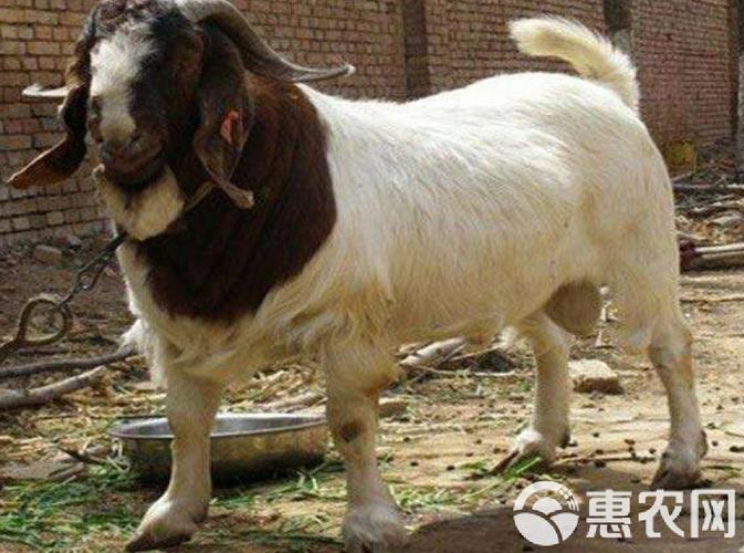 哪里买波尔山羊价格低？-图3