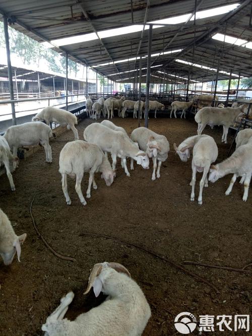 哪里买波尔山羊价格低?-图2 哪里买波尔山羊价格低?-图2