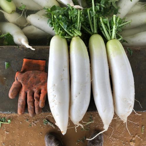 什么样白萝卜品种好-图1
