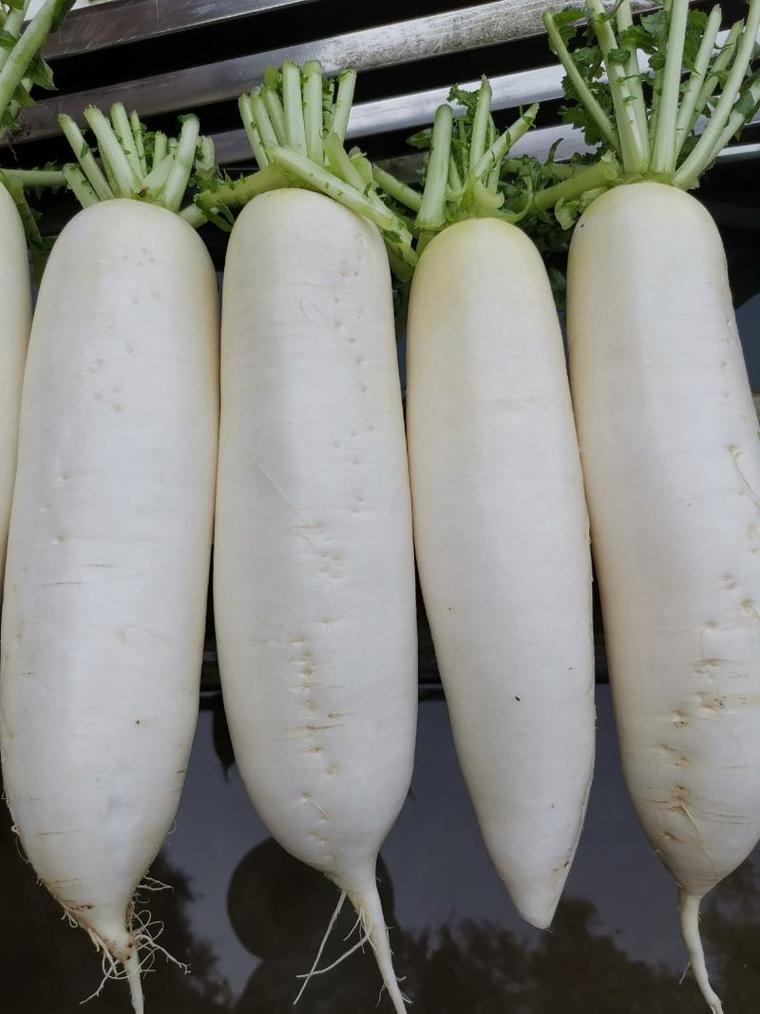 什么样白萝卜品种好-图2
