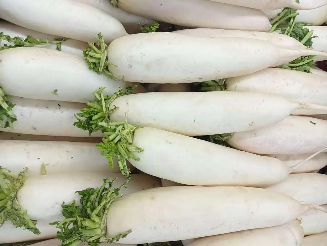 什么样白萝卜品种好-图3