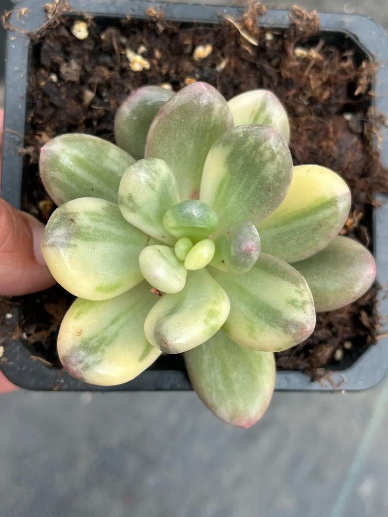 哪些多肉品种能养成胖乎乎的可爱模样?-图2 哪些多肉品种能养成胖乎乎的可爱模样?-图2