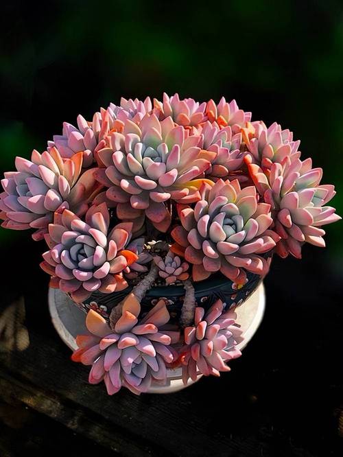 哪些多肉品种能养成胖乎乎的可爱模样?-图3 哪些多肉品种能养成胖乎乎的可爱模样?-图3