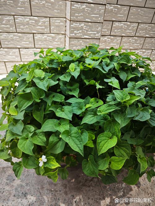 鱼腥草品种到底有多少种？-图1