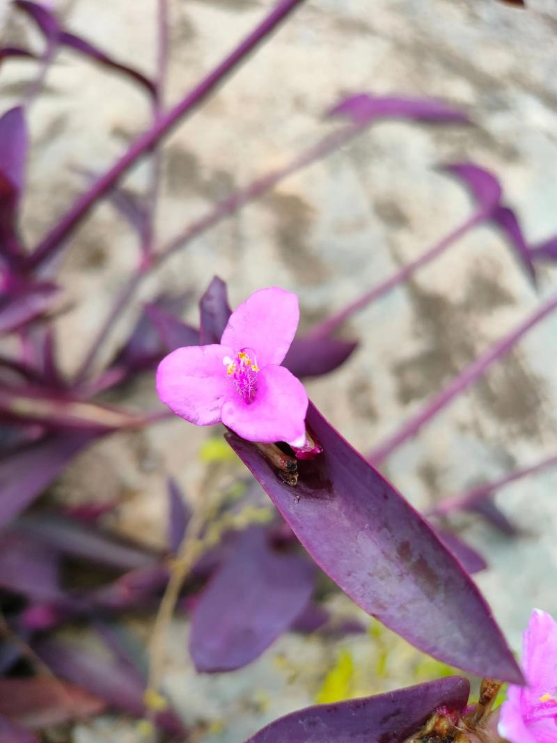 紫罗兰花到底有多少品种?-图1 紫罗兰花到底有多少品种?-图1