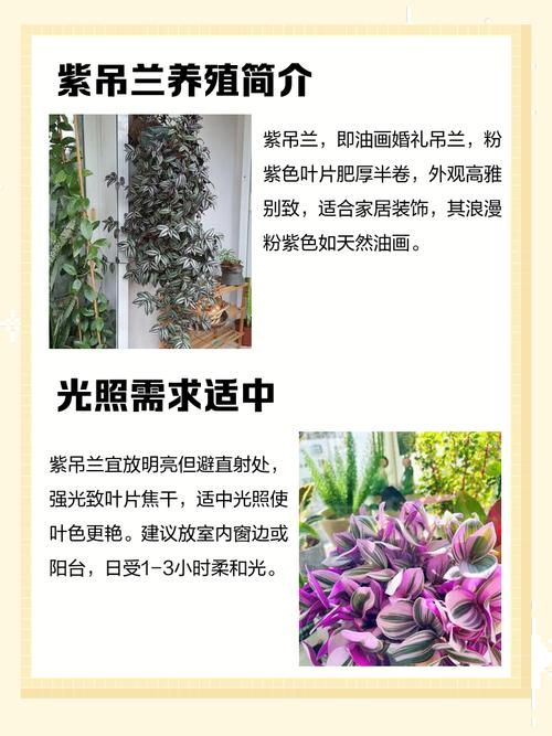 紫罗兰花到底有多少品种?-图2 紫罗兰花到底有多少品种?-图2