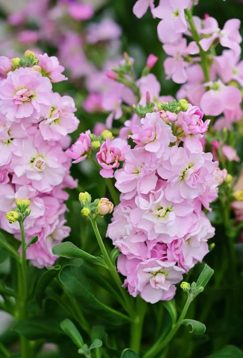 紫罗兰花到底有多少品种?-图3 紫罗兰花到底有多少品种?-图3