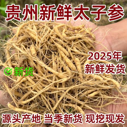 2025年太子参价格会涨还是跌？-图2