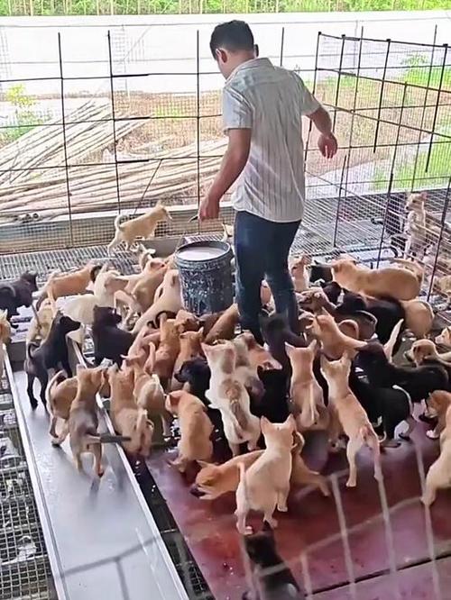 肉狗养殖技术视频教程，新手能学会吗？-图1