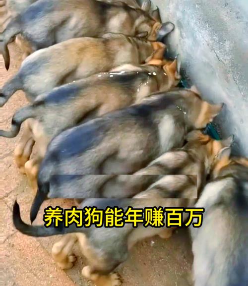 肉狗养殖技术视频教程，新手能学会吗？-图2