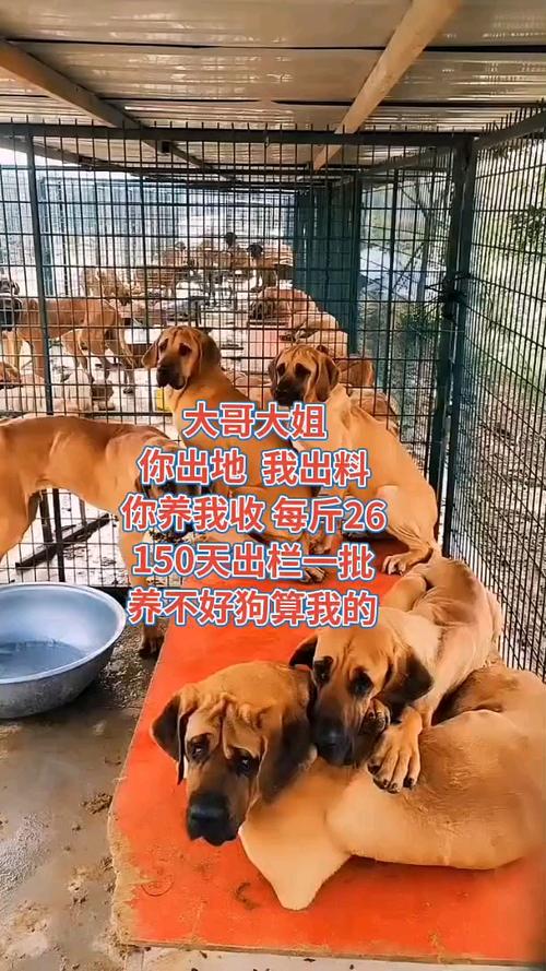 肉狗养殖技术视频教程，新手能学会吗？-图3