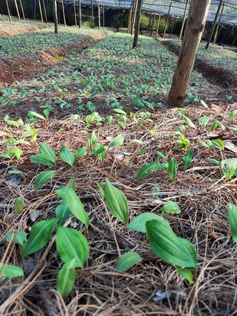 中药材种植选什么品种好?-图1 中药材种植选什么品种好?-图1