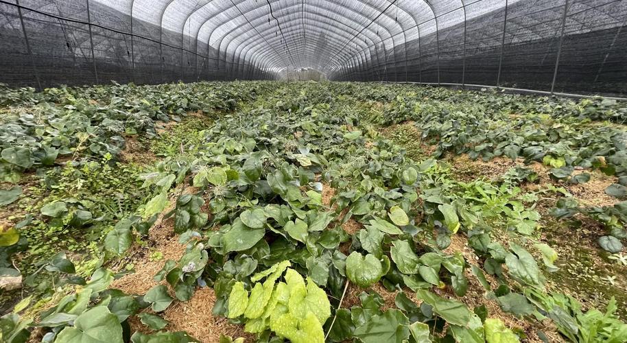 中药材种植选什么品种好?-图2 中药材种植选什么品种好?-图2