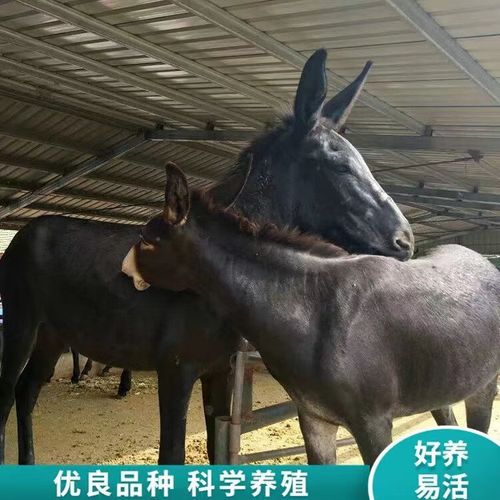 山东德州肉驴养殖技术有何要点?-图1 山东德州肉驴养殖技术有何要点?-图1