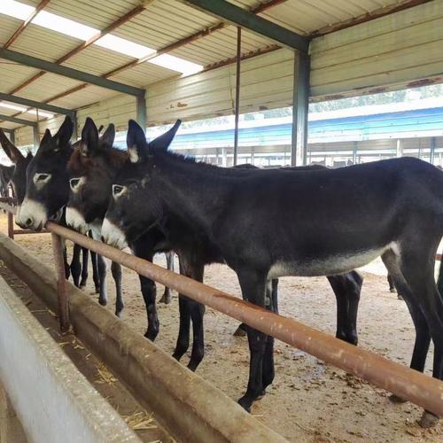 山东德州肉驴养殖技术有何要点?-图3 山东德州肉驴养殖技术有何要点?-图3