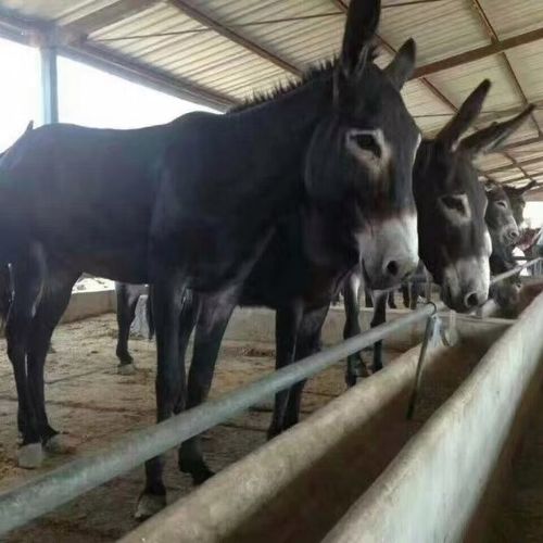 山东德州肉驴养殖技术有何要点?-图2 山东德州肉驴养殖技术有何要点?-图2