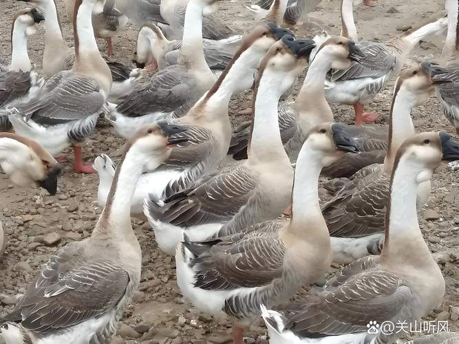 白狮头鹅养殖技术视频怎么学?-图1 白狮头鹅养殖技术视频怎么学?-图1