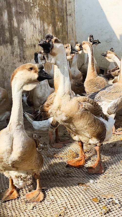 白狮头鹅养殖技术视频怎么学？-图3