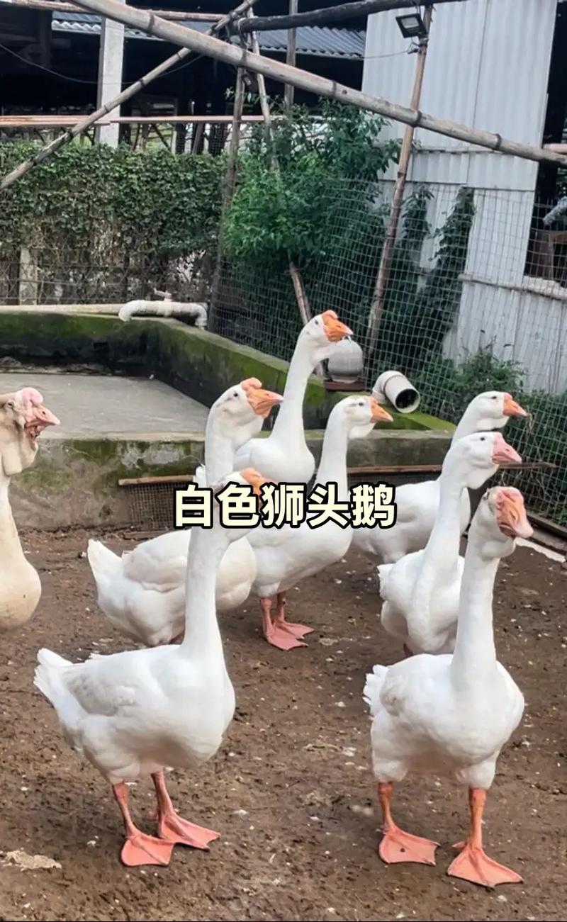 白狮头鹅养殖技术视频怎么学?-图2 白狮头鹅养殖技术视频怎么学?-图2