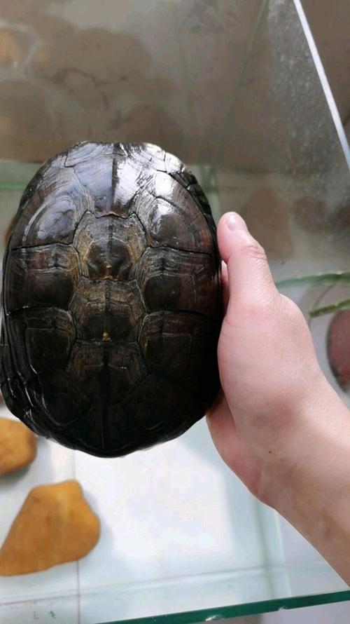 台湾大青龟苗价格现在多少？-图1