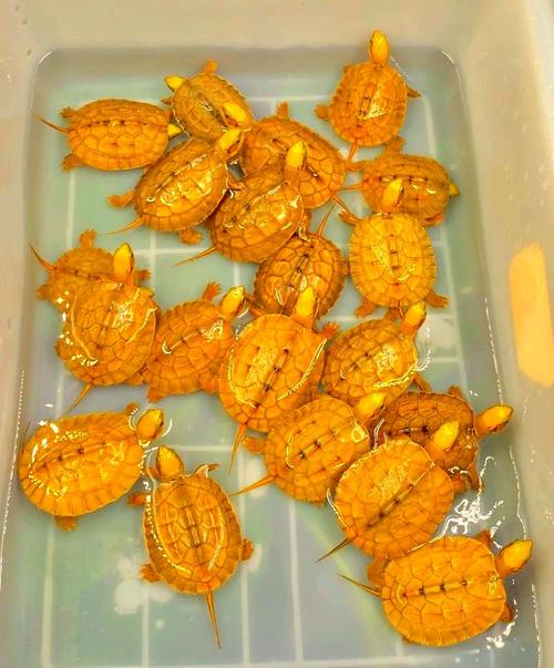 台湾大青龟苗价格现在多少？-图2