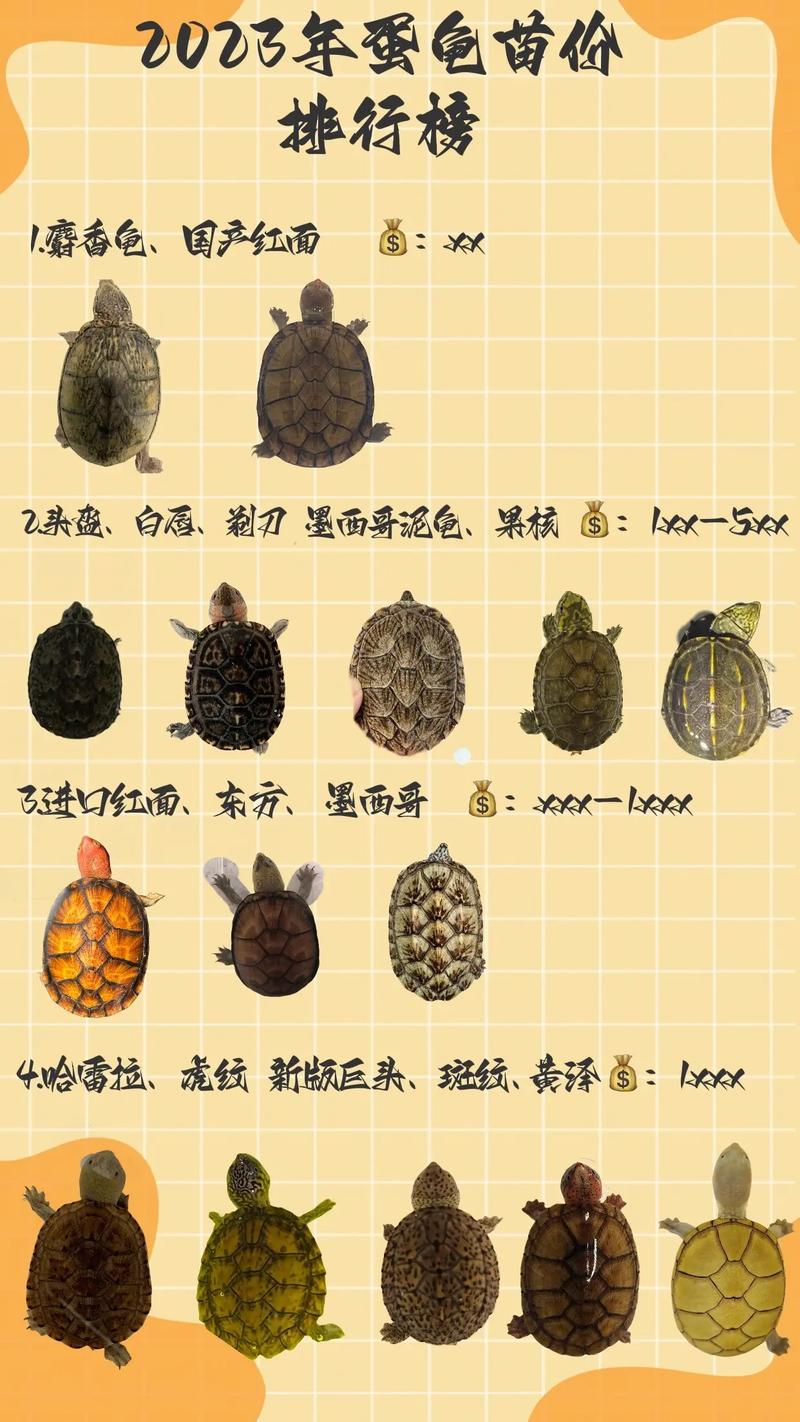 台湾大青龟苗价格现在多少？-图3