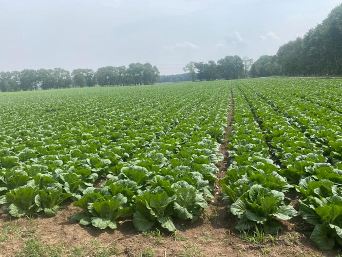 冬季大白菜如何高产种植？-图2