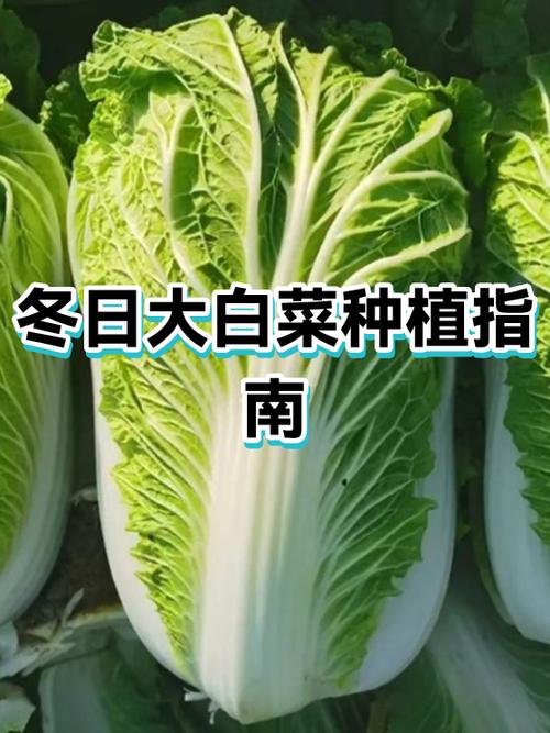 冬季大白菜如何高产种植？-图3