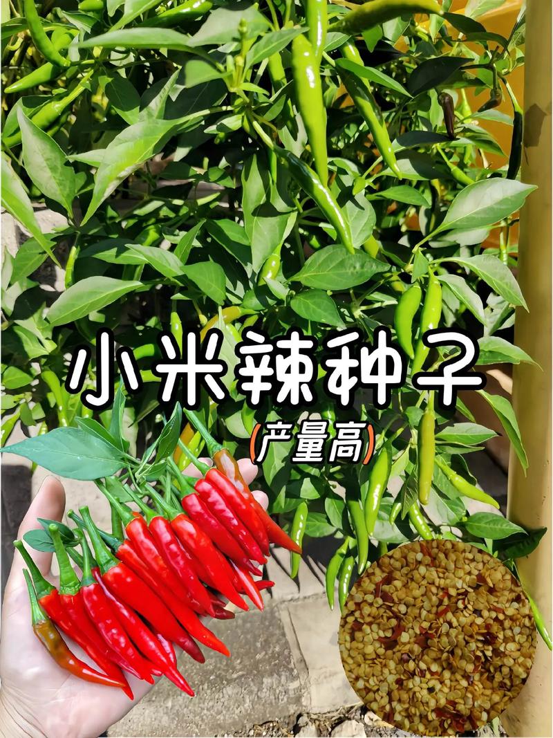 小米辣常见品种有哪些？-图1