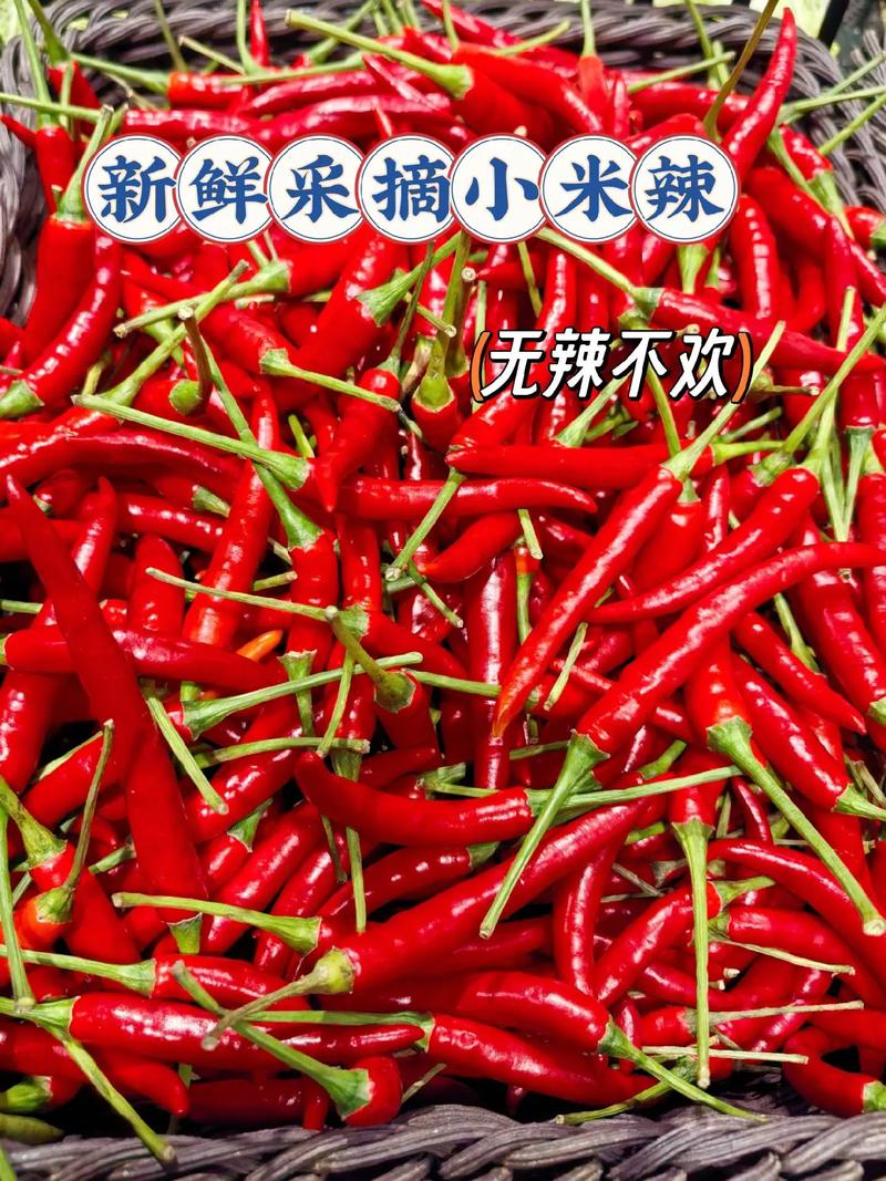 小米辣常见品种有哪些？-图2