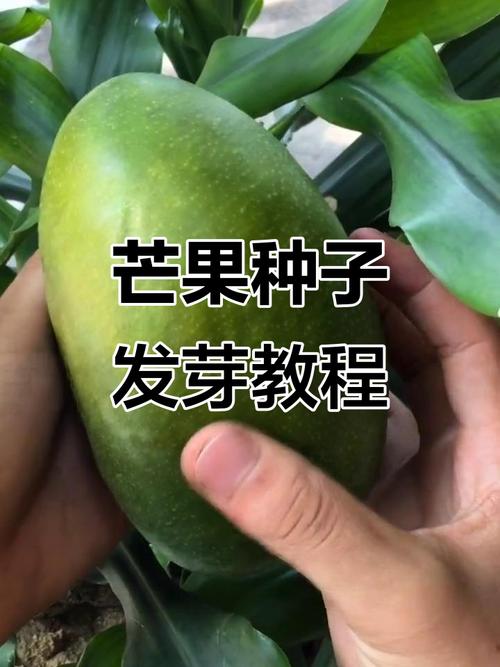 芒果栽培技术视频教程，怎么学更高效？-图2