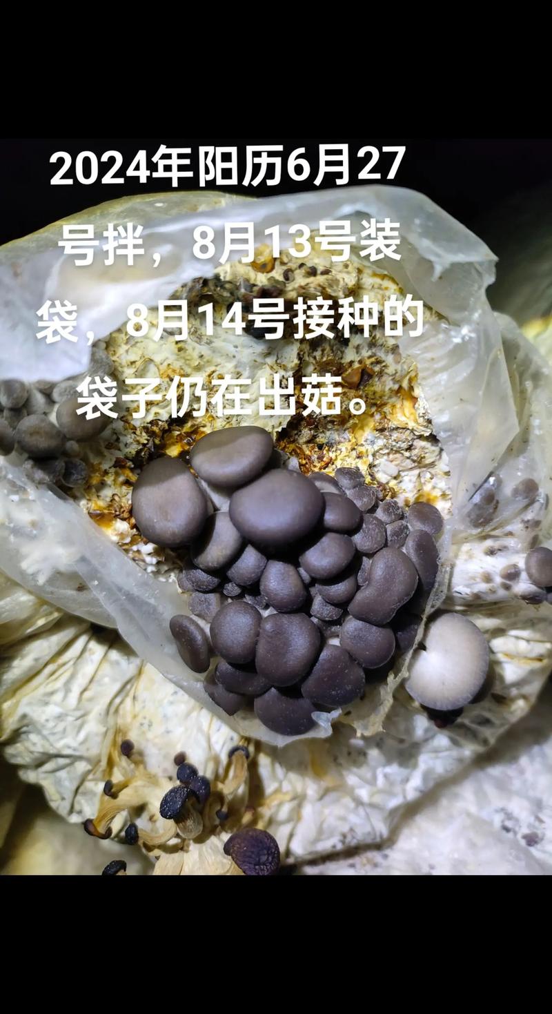 平菇栽培视频直播怎么学？技术要点有哪些？-图1