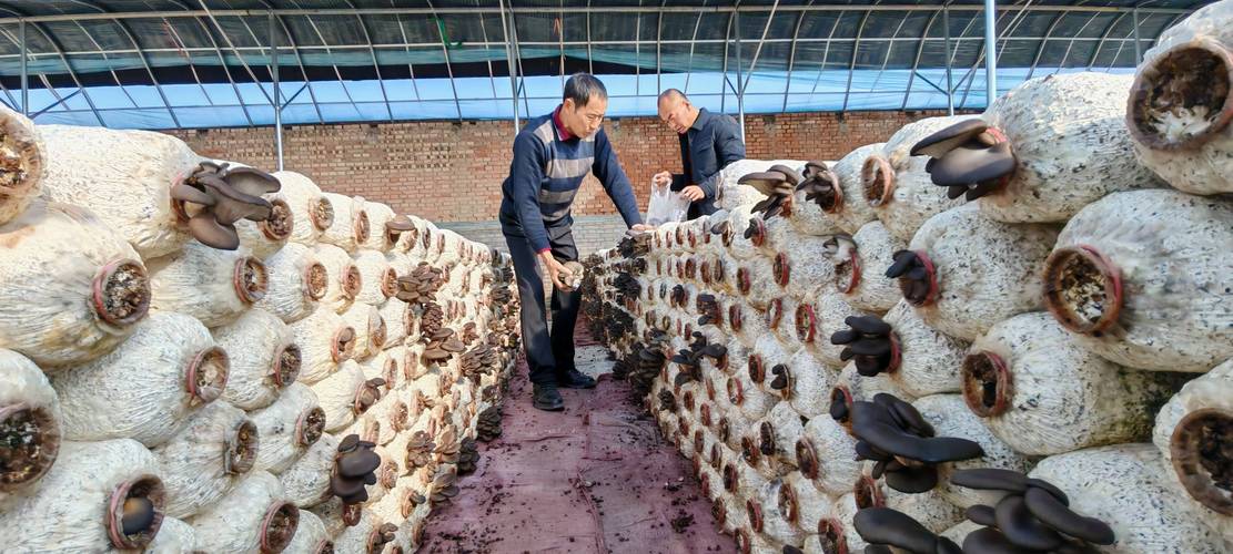 平菇栽培视频直播怎么学？技术要点有哪些？-图2