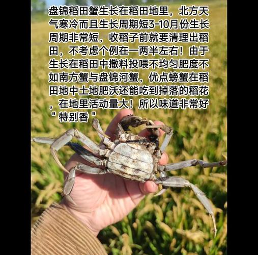 稻田养鱼虾蟹蛙贝技术如何高效共生?-图2 稻田养鱼虾蟹蛙贝技术如何高效共生?-图2