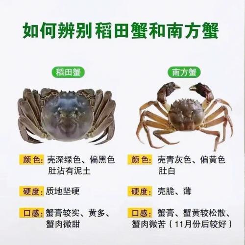 稻田养鱼虾蟹蛙贝技术如何高效共生？-图3