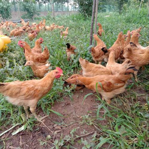 什么鸡品种产蛋量最高?-图3 什么鸡品种产蛋量最高?-图3