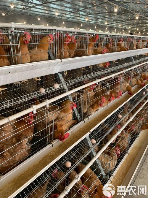 什么鸡品种产蛋量最高?-图2 什么鸡品种产蛋量最高?-图2