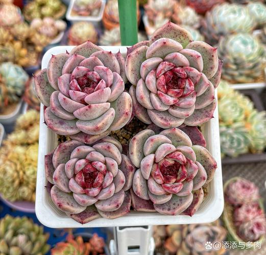 多肉带毛是哪个品种?-图2 多肉带毛是哪个品种?-图2