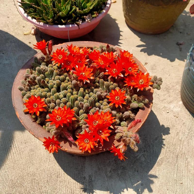 多肉带毛是哪个品种?-图1 多肉带毛是哪个品种?-图1