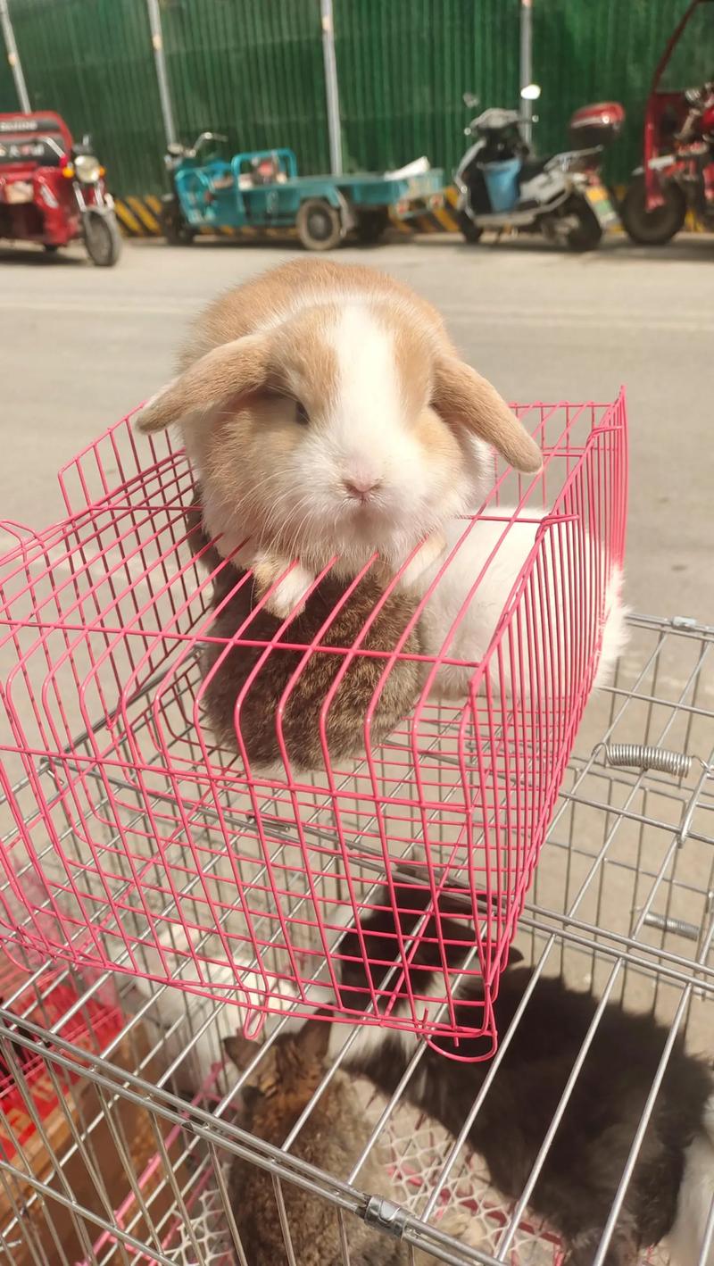 哪些肉兔品种适合散养?-图1 哪些肉兔品种适合散养?-图1