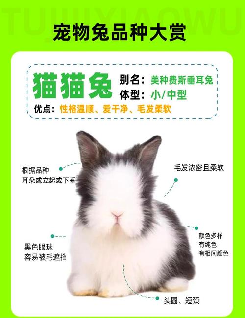 哪些肉兔品种适合散养?-图2 哪些肉兔品种适合散养?-图2