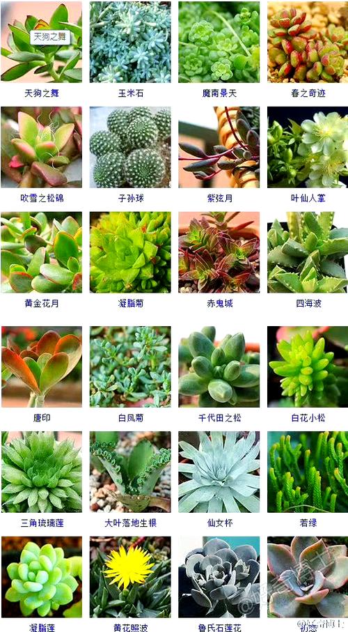大型多肉品种有哪些？-图2