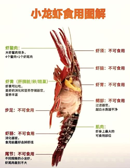 中国小龙虾有哪些常见品种?-图1 中国小龙虾有哪些常见品种?-图1